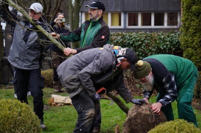 Mehrere Männer bearbeiten einen jungen Baum, der gepflanzt werden soll. Mehrere Männer bearbeiten einen jungen Baum, der gepflanzt werden soll.
