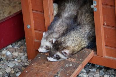 Tiere im Wildpark Schwarze Berge Tiere im Wildpark Schwarze Berge