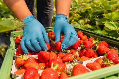 Süß und lecker: frisch gepflückte Erdbeeren. Die Arbeit, die hinter der Erdbeerernte steckt, ist allerdings hart, sagt die Agrar-Gewerkschaft IG BAU Hamburg. Sie appelliert an die Landwirte in Hamburg und der Region, auf faire Löhne und anständige Unterkünfte für Erntehelfer zu achten (Foto: IG BAU). Süß und lecker: frisch gepflückte Erdbeeren. Die Arbeit, die hinter der Erdbeerernte steckt, ist allerdings hart, sagt die Agrar-Gewerkschaft IG BAU Hamburg. Sie appelliert an die Landwirte in Hamburg und der Region, auf faire Löhne und anständige Unterkünfte für Erntehelfer zu achten (Foto: IG BAU).